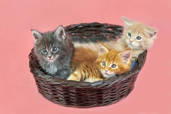 Three Maine Coon Kittens Basket Cream Red Gray Coat Color — Stock Photo, Image