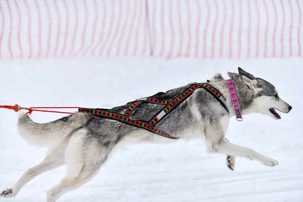 Husky sled dogs in harness run and pull dog driver. Winter sport championship competition.ti