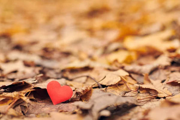 Srdce Podzimním Listí Infatace Jednostranný Romantický Koncept Lásky Symbol Neopětovaných — Stock fotografie