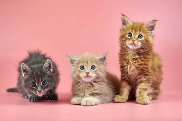 Three Maine Coon Kittens Cream Red Gray Coat Color Cute — 스톡 사진