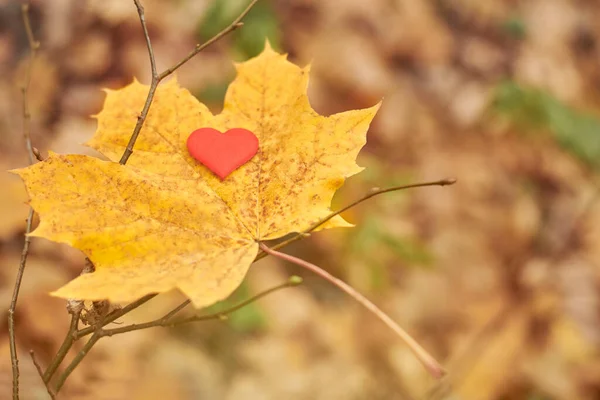 Coeur Sur Feuille Érable Ouvrir Symbole Cœur Pur Copier Espace — Photo