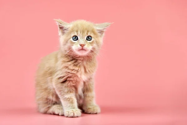 Maine Coon Cream Kitten Cute Shorthair Purebred Cat Pink Background — Stock Photo, Image