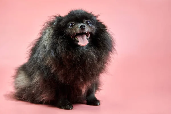 Pomeranian Spitz Black Puppy Cute Fluffy Spitz Dog Pink Background — Stock Photo, Image