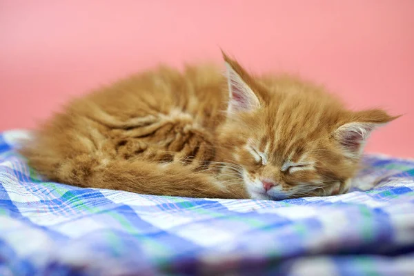 Śpiący Czerwony Kociak Maine Słodki Krótkowzroczny Kot Czystej Krwi Różowym — Zdjęcie stockowe