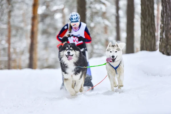 Sled dog racing. Husky sled dogs pull a sled with dog musher. Winter competition.