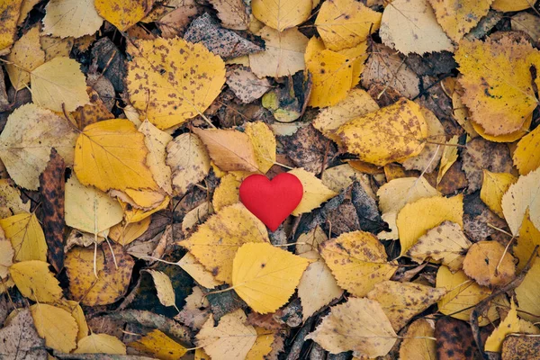 Cœur Sur Les Feuilles Automne Concept Unilatéral Amour Solitude Symbole — Photo