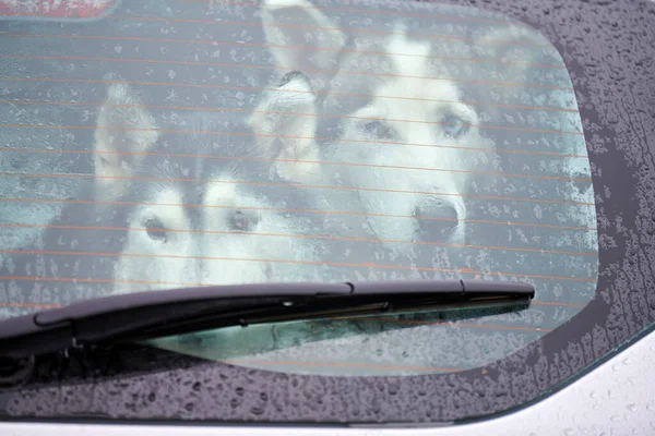 Husky dog in car, cute pet behind window. Dog waiting for sled dog race. Dog is watching around