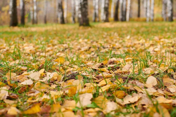 Осенние Листья Березовом Лесу Красочная Опавшая Листва Дизайн Фона Сезонного — стоковое фото