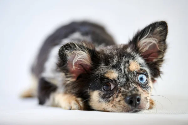 Щенок Чихуахуа Другими Глазами Маленькая Игрушечная Собачка Короткошерстная Порода Чихуахуа — стоковое фото