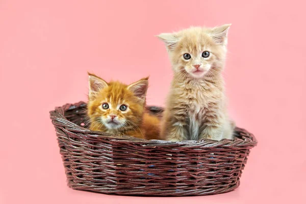 Maine Mývala Koťata Košíku Červená Smetanová Roztomilý Krátkosrstý Čistokrevný Kočka — Stock fotografie