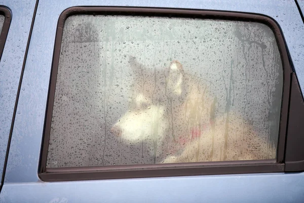 Husky Cão Carro Animal Estimação Bonito Atrás Janela Cão Espera — Fotografia de Stock