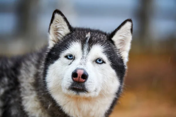 Husky Dog Outdoor Portrait Lustiges Haustier Beim Gassigehen Vor Schlittenhunderennen — Stockfoto