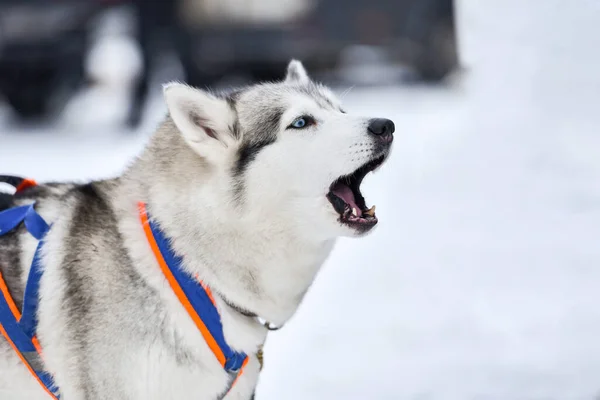 Husky Hund Skällande Vinter Bakgrund Roligt Husdjur Promenad Innan Släde — Stockfoto