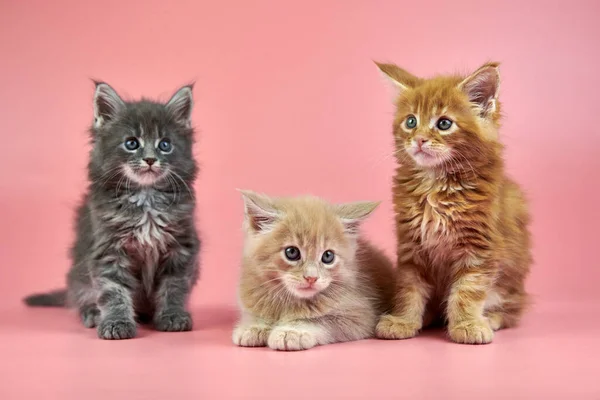 Three Maine Coon Kittens Cream Red Gray Coat Color Cute — 스톡 사진