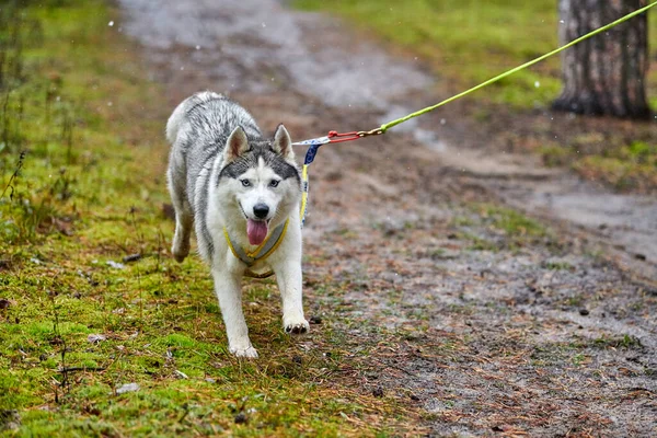 クロスカントリーは犬ぞりの犬ぞりレースを狩ります ハスキーそり犬は犬のマッシャーで自転車を引く 秋の競技 — ストック写真
