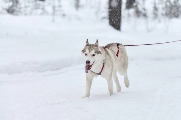 西伯利亚哈士奇雪橇犬队在带束跑和拉狗司机 冬季体育锦标赛 — 图库照片