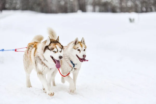 Husky Trineo Perros Arnés Correr Tirar Del Conductor Del Perro — Foto de Stock