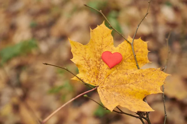 Heart on maple leaf. Infatuation or loneliness concept. Open pure heart symbol, copy space. Unrequited love victim of Valentine day. Beautiful autumn background