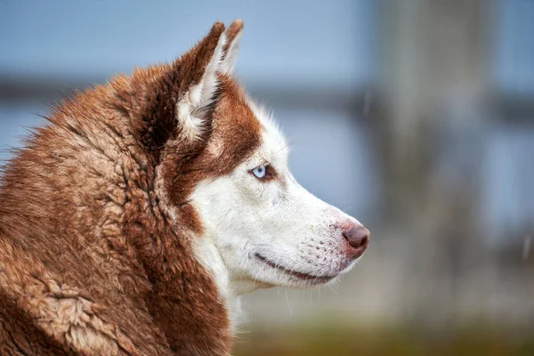 Husky Dog Outdoor Portrait Lustiges Haustier Beim Gassigehen Vor Schlittenhunderennen — Stockfoto