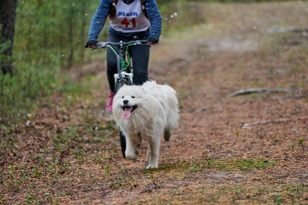 Bikejoring Zaprzęg Pies Mushing Wyścigu Husky Psy Sanie Ciągnąć Rower — Zdjęcie stockowe