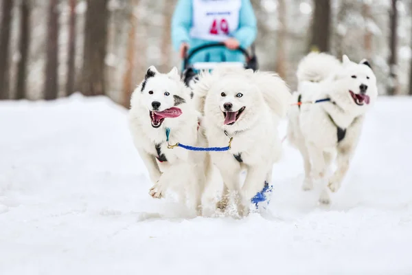 Sled dog racing. Samoyed sled dogs pull a sled with dog musher. Winter competition.