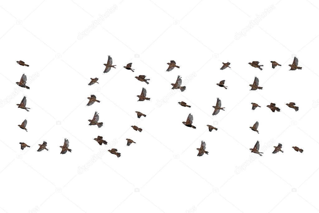 Sparrow flock flying in sky, love shape word concept. Group of small birds.