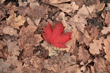 Sarı yapraklı kırmızı sonbahar yaprağı. Renkli yapraklar, mevsim değişimi sembolü. Mevsimsel kullanım için arka plan şablonu tasarla.