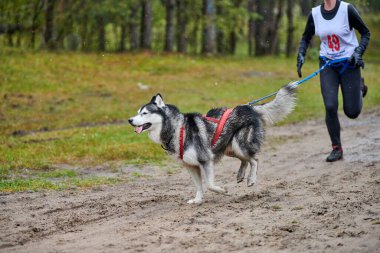 Canicross köpek ezme yarışı. Husky kızak köpeği koşucuya bağlı. Sonbahar yarışması.