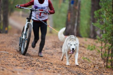 Bisikletli köpek ezme yarışı. Husky kızak köpekleri köpek musher ile bisiklet çekerler. Sonbahar yarışması.