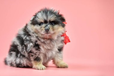 Pomeranya Spitz köpeği, kopyalama uzayı. Pembe arka planda sevimli pofuduk, üç renkli Spitz köpeği. Aile dostu minik Cüce-Spitz pon köpeği..