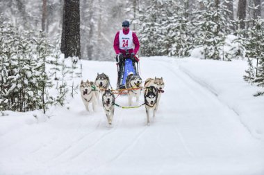 Sibirya Husky kızak köpek yarışı. Kış ezme yarışması. İri yarı kızaklı köpekler köpek sürücüsü ile bir kızak çekin..