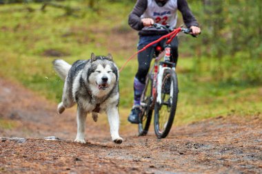Bisikletli kızak köpeği yarışı. Husky kızak köpekleri köpek musher ile bisiklet çekerler. Sonbahar yarışması.