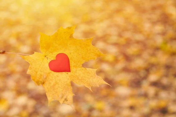 Heart on maple leaf. Open pure heart symbol, copy space. Unrequited, one-sided love or loneliness concept. Unrequited love victim of Valentine day. Beautiful autumn background.