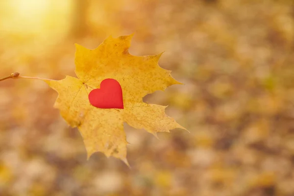 Heart on maple leaf. Open pure heart symbol, copy space. Unrequited, one-sided love or loneliness concept. Unrequited love victim of Valentine day. Beautiful autumn background.