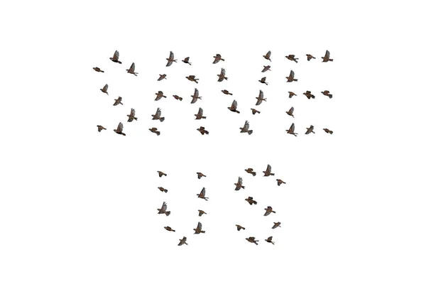 Sparvflock Flyger Skyn Isolerade Form Utrotningshotad Koncept Grupp Små Fåglar — Stockfoto