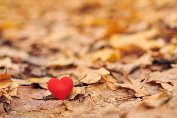 Srdce Podzimním Listí Infatace Nebo Neopětovaný Romantický Koncept Lásky Symbol — Stock fotografie