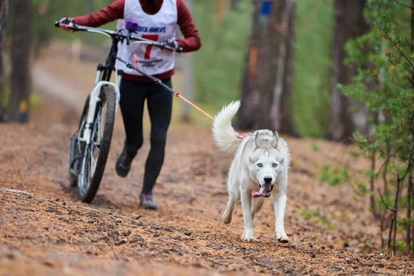 Bikejoring Dog Mushing Race Husky Sled Dogs Pull Bike Dog — 图库照片
