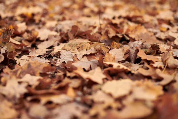 Autunno Parte Parco Urbano Fogliame Colorato Caduto Design Modello Sfondo — Foto Stock