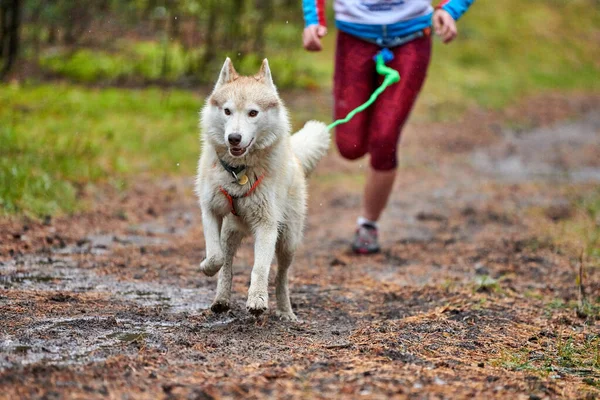 Canicross Hundeschlittenrennen Husky Schlittenhund Hängt Läufer Herbstwettbewerb — Stockfoto