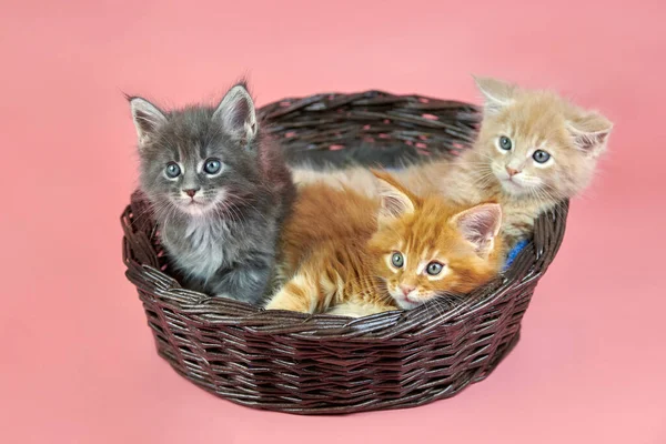 Three Maine Coon Kittens Basket Cream Red Gray Coat Color — Stock Photo, Image