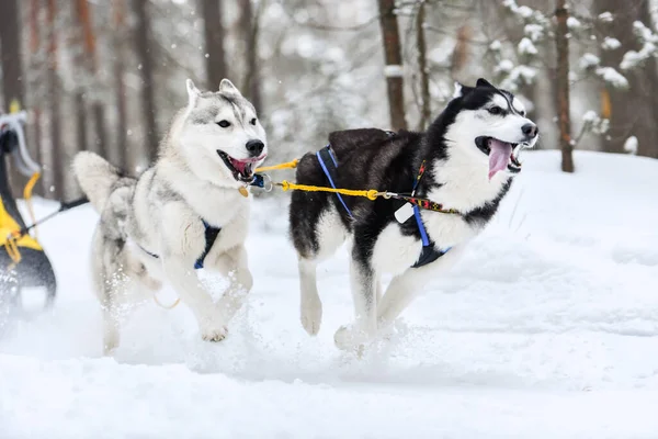 ハーネスのハスキーそり犬が走り 犬の運転手を引っ張ります 冬のスポーツ選手権大会 — ストック写真