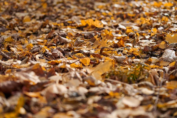 市内公園に秋の葉 色鮮やかな紅葉 季節ごとの背景パターンのデザイン — ストック写真