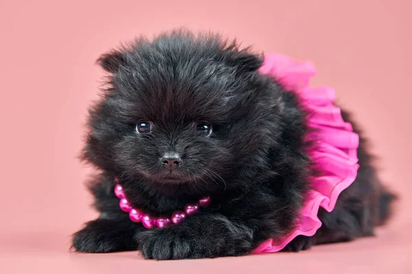 Cucciolo Spitz Alla Pomerania Carino Morbido Cane Spitz Nero Gonna — Foto Stock