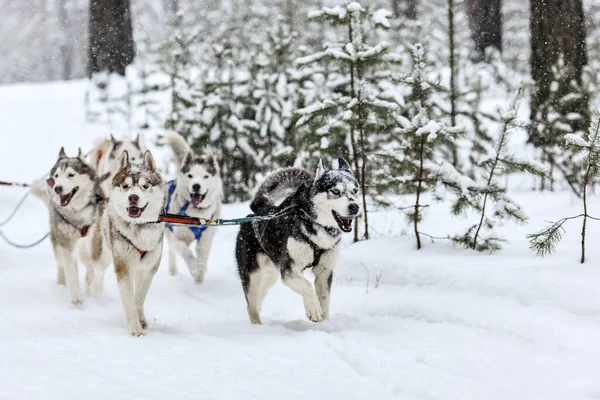Siberian husky sled dog racing. Mushing winter competition. Husky sled dogs in harness pull a sled with dog driver.