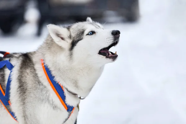 Χάσκι Σκυλί Γαβγίζει Χειμερινό Φόντο Αστείο Κατοικίδιο Ζώο Για Περπάτημα — Φωτογραφία Αρχείου