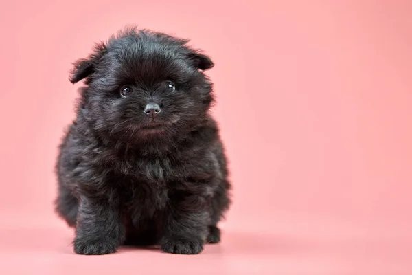 Pomeranian Spitz Puppy Copy Space Cute Fluffy Black Spitz Dog — Stock Photo, Image