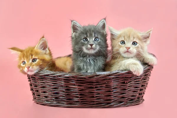 Três Gatinhos Maine Casulo Cesta Creme Vermelho Cinza Cor Casaco — Fotografia de Stock