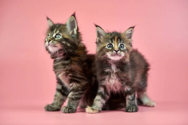 Maine Coon Tartaruga Gattini Simpatico Gatto Razza Breve Sfondo Rosa — Foto Stock