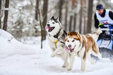 Kızak köpek yarışı. Husky kızak köpekleri köpek musher ile kızak çeker. Kış yarışması.