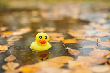 Sonbahar su birikintisinde yapraklı ördek oyuncağı. Şehir parkında sonbahar sembolü. Fairweather ya da bulutlu hava konsepti.